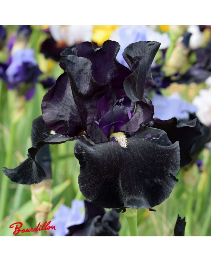 Iris : Here Comes The Night