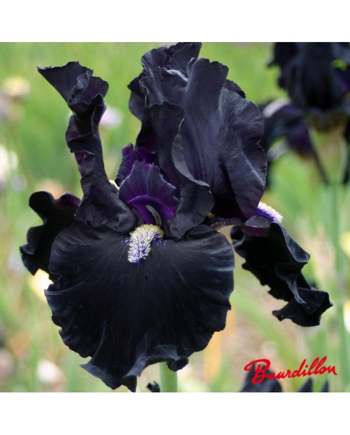 Iris : Here Comes The Night