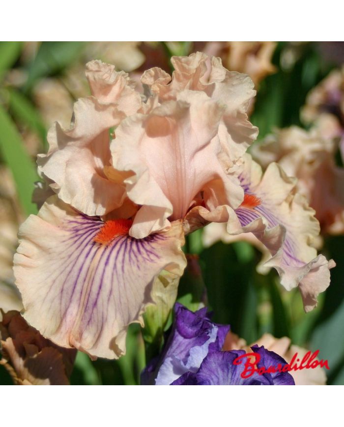 Iris : Center Line