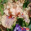 Iris : Center Line