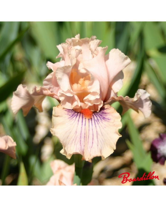 Iris : Center Line