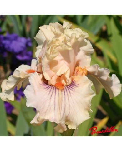 Iris : Center Line