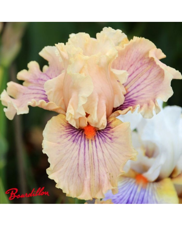 Iris : Center Line