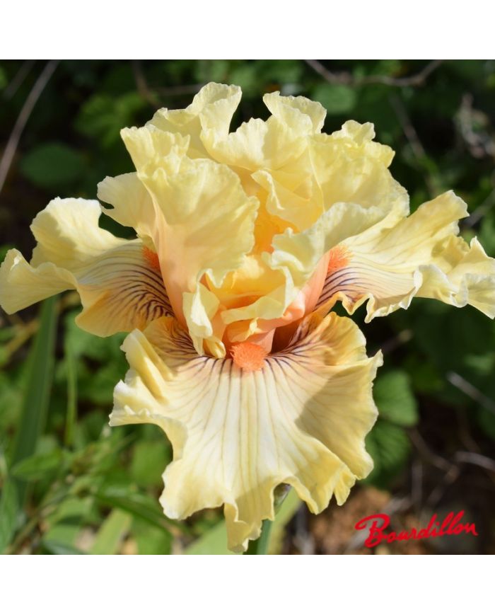Iris : Cotillion Gown