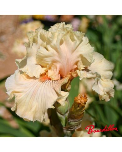 Iris : Cotillion Gown