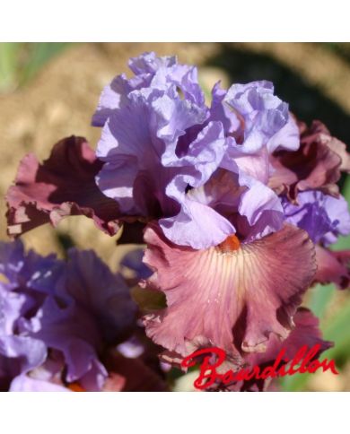 Iris : Adoranova