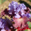 Iris : Adoranova