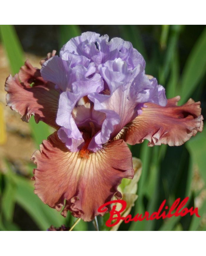 Iris : Adoranova
