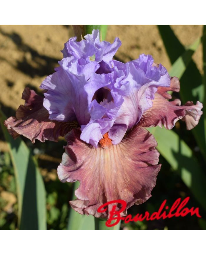 Iris : Adoranova