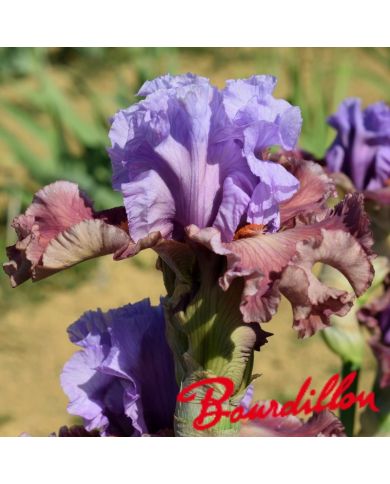 Iris : Adoranova