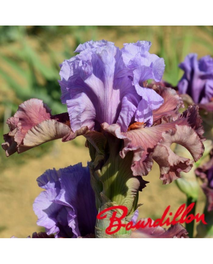 Iris : Adoranova