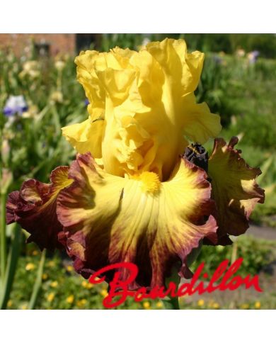 Iris : Summer Shadow