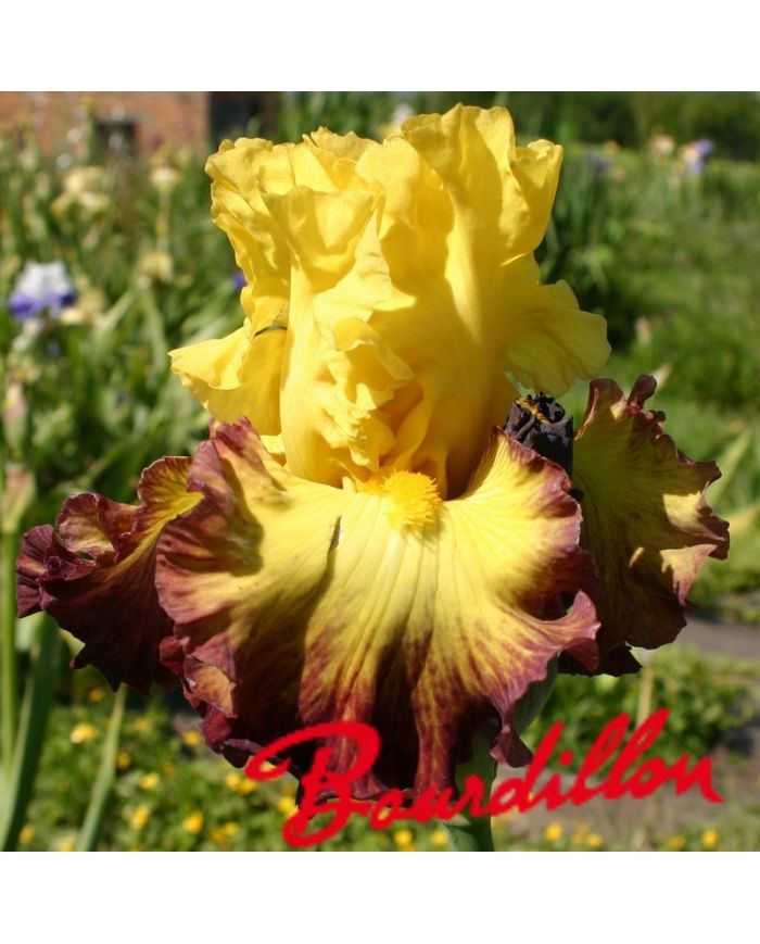 Iris : Summer Shadow