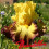 Iris : Summer Shadow