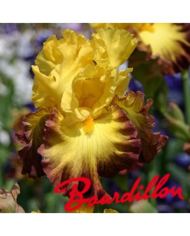 Iris : Summer Shadow