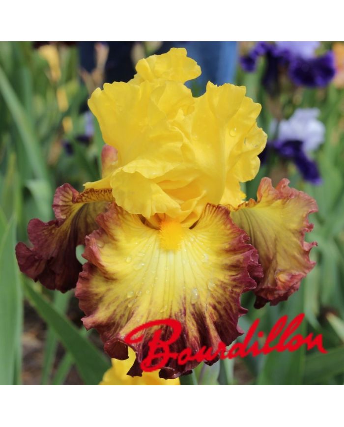 Iris : Summer Shadow