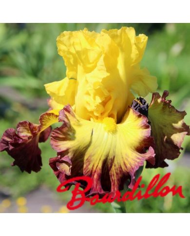 Iris : Summer Shadow