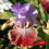 Iris : Stile Libero