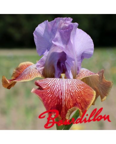 Iris : Stile Libero
