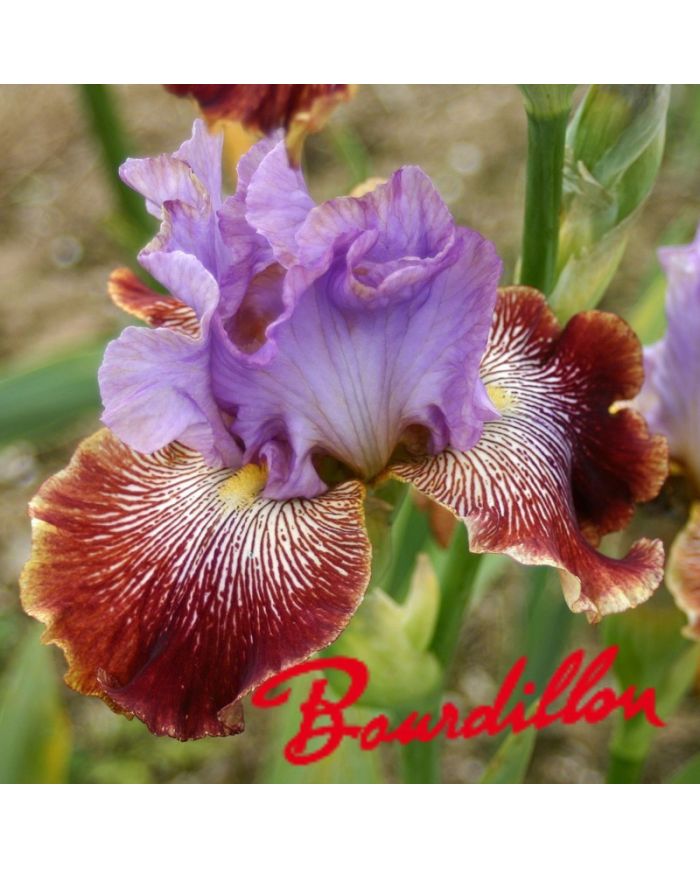 Iris : Stile Libero