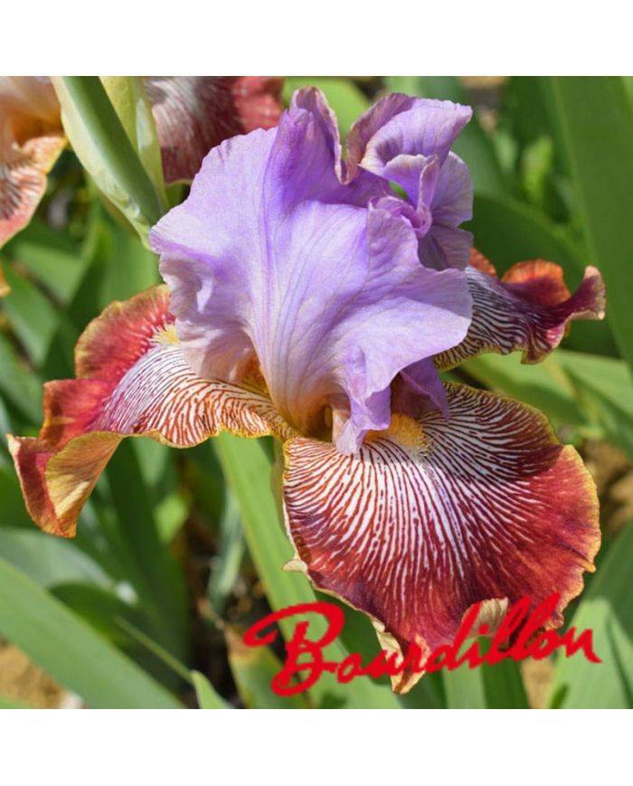 Iris : Stile Libero
