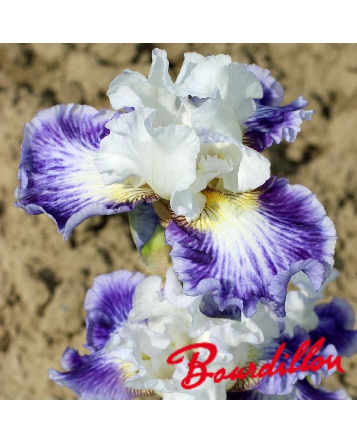 Iris : Blueberry Parfait