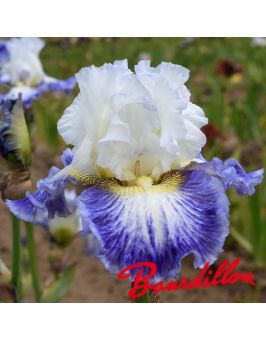 Iris : Blueberry Parfait