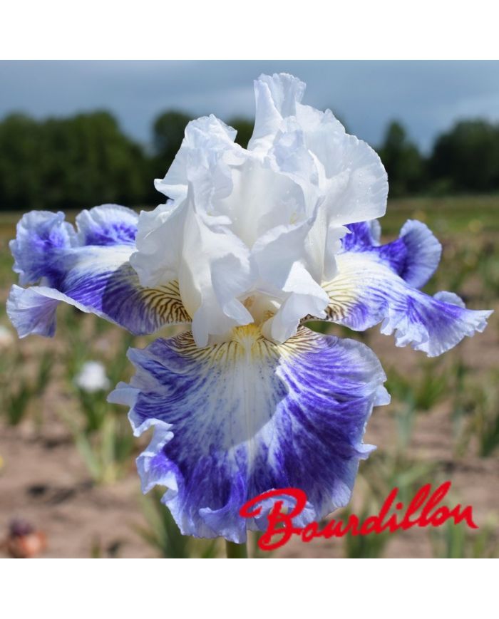 Iris : Blueberry Parfait