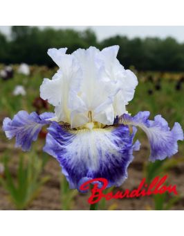 Iris : Blueberry Parfait