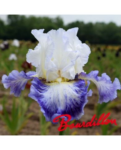 Iris : Blueberry Parfait