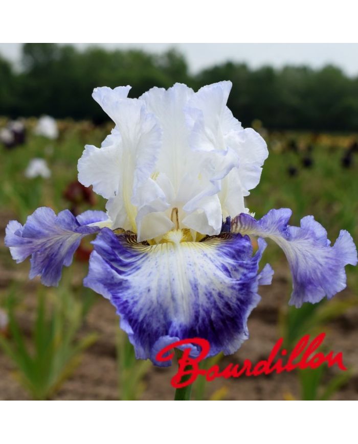 Iris : Blueberry Parfait