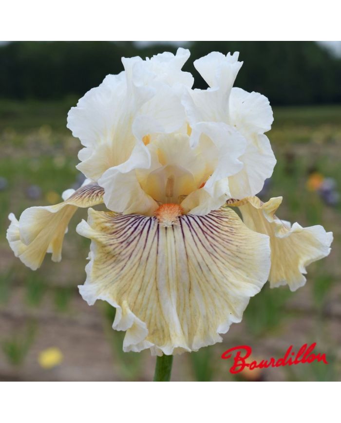 Iris : Hello Darling