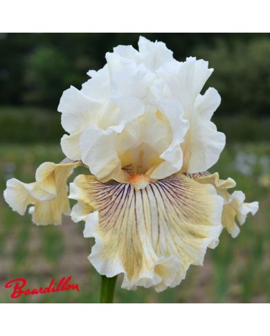 Iris : Hello Darling