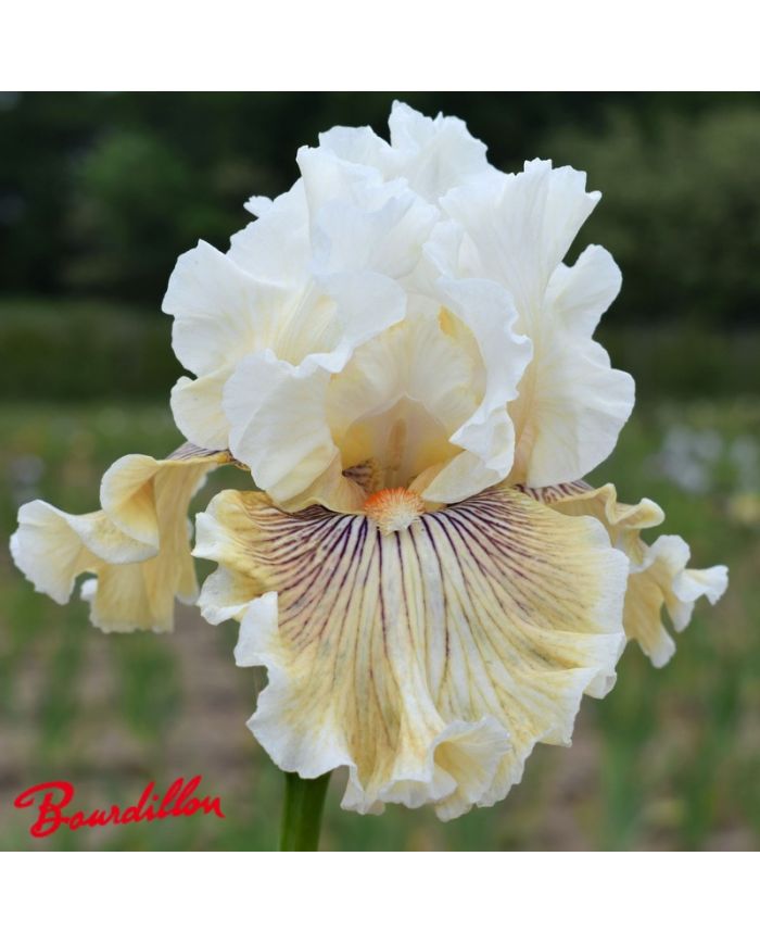 Iris : Hello Darling