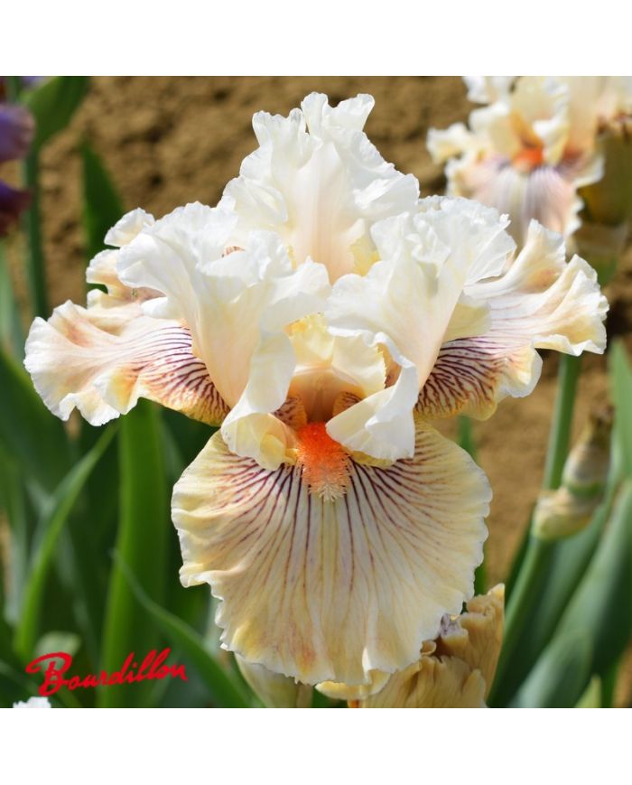 Iris : Hello Darling