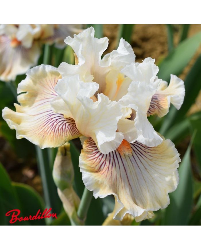 Iris : Hello Darling