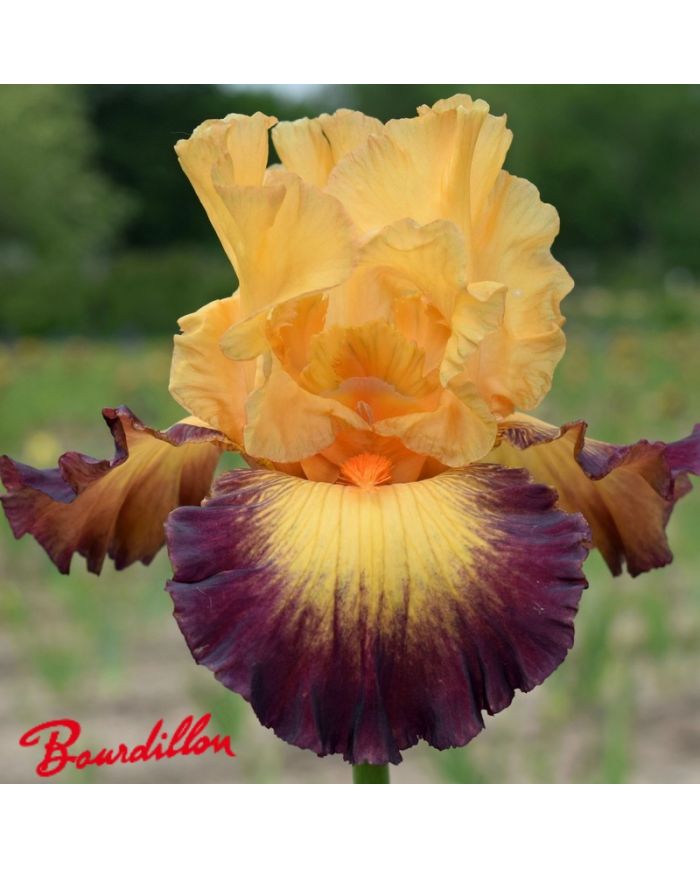 Iris : Jazz Band