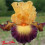 Iris : Jazz Band