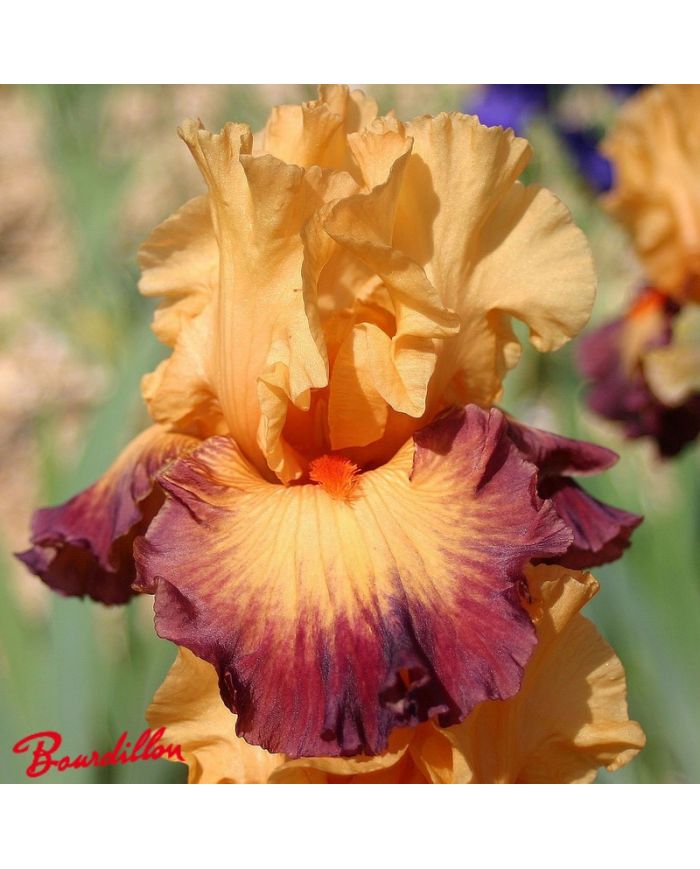 Iris : Jazz Band