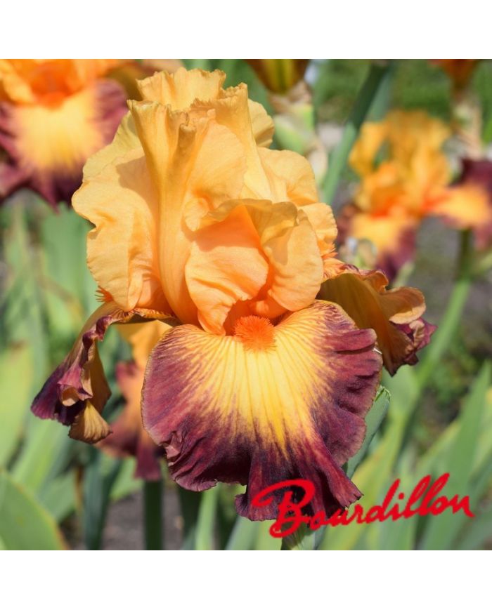 Iris : Jazz Band