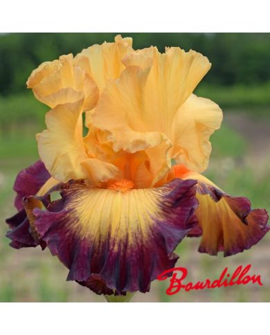 Iris : Jazz Band