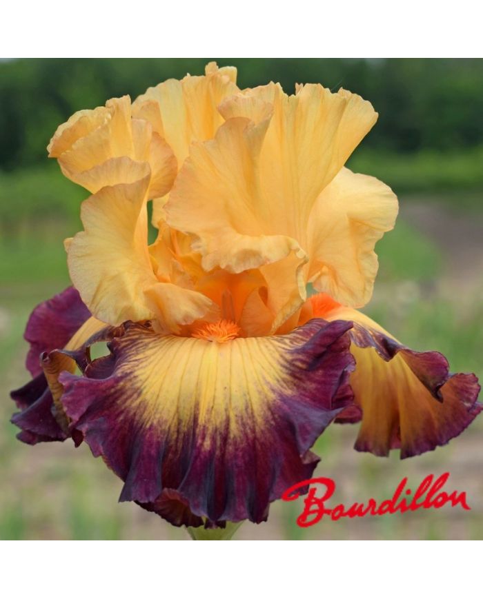 Iris : Jazz Band
