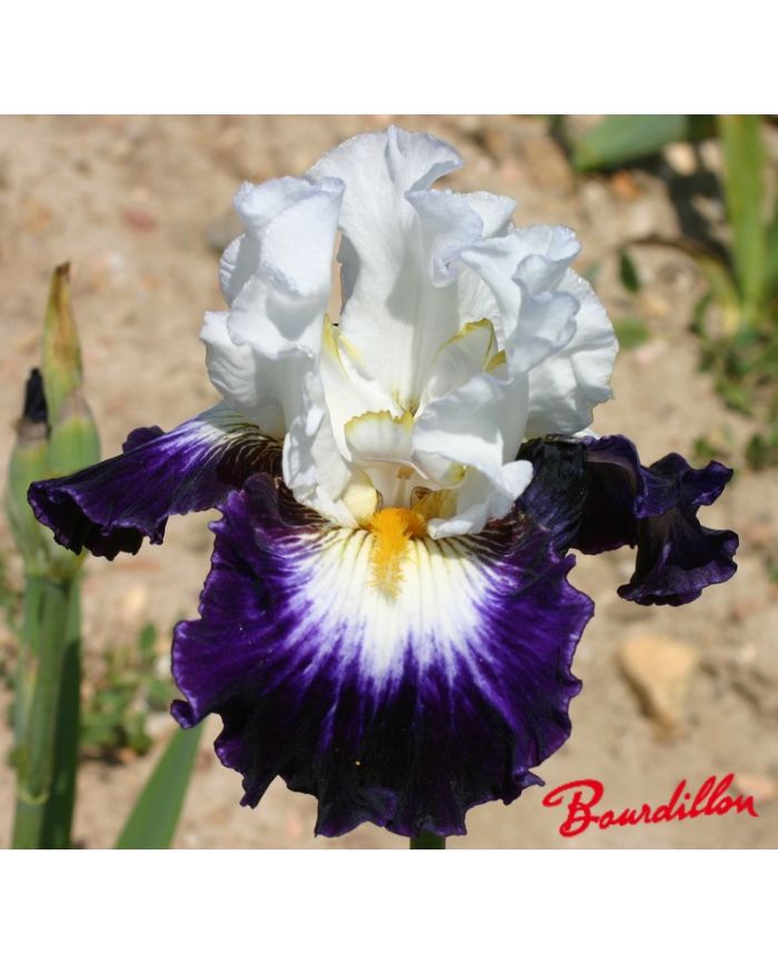 Iris : Faience De Gien