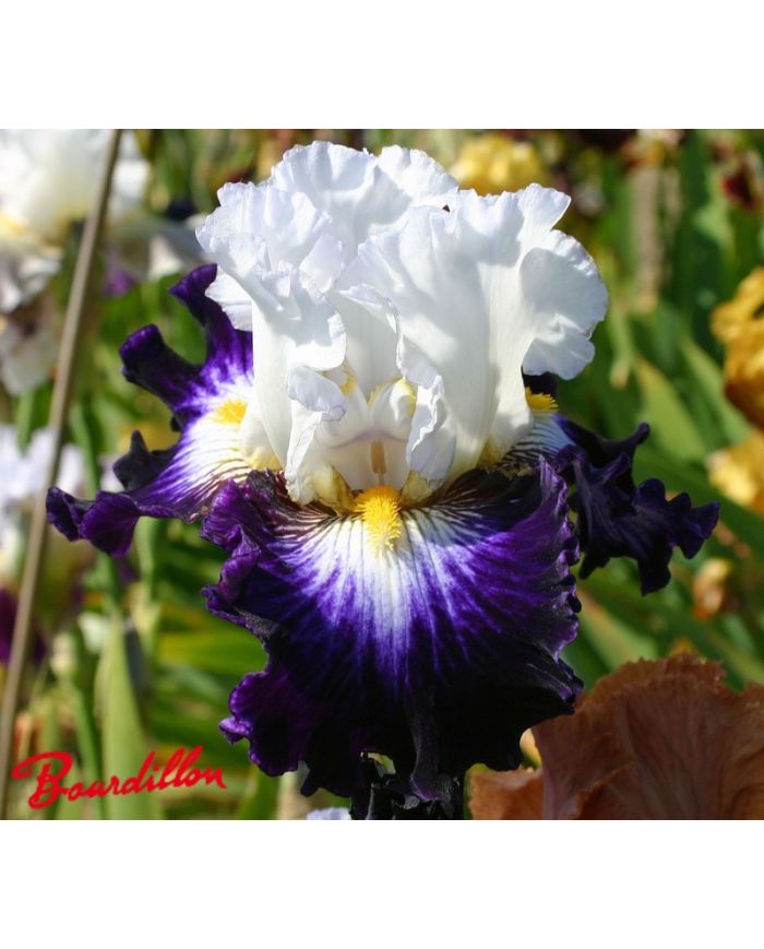 Iris : Faience De Gien