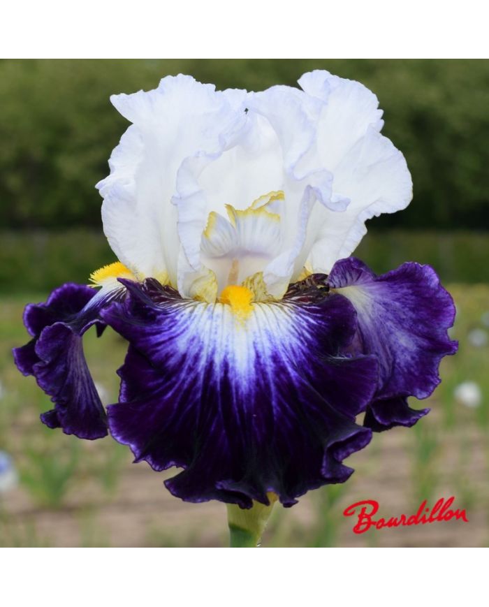 Iris : Faience De Gien