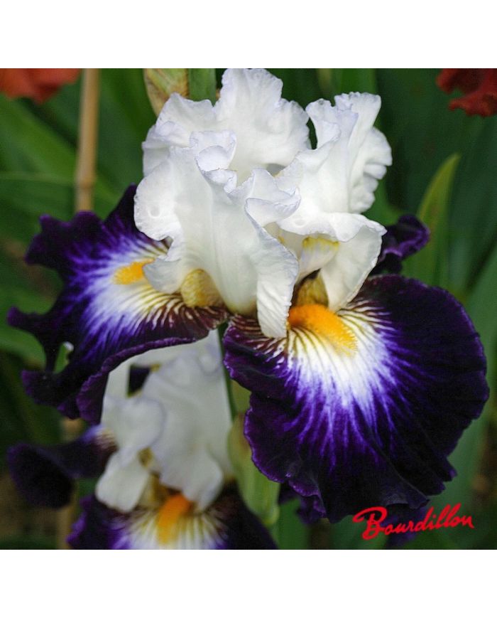 Iris : Faience De Gien