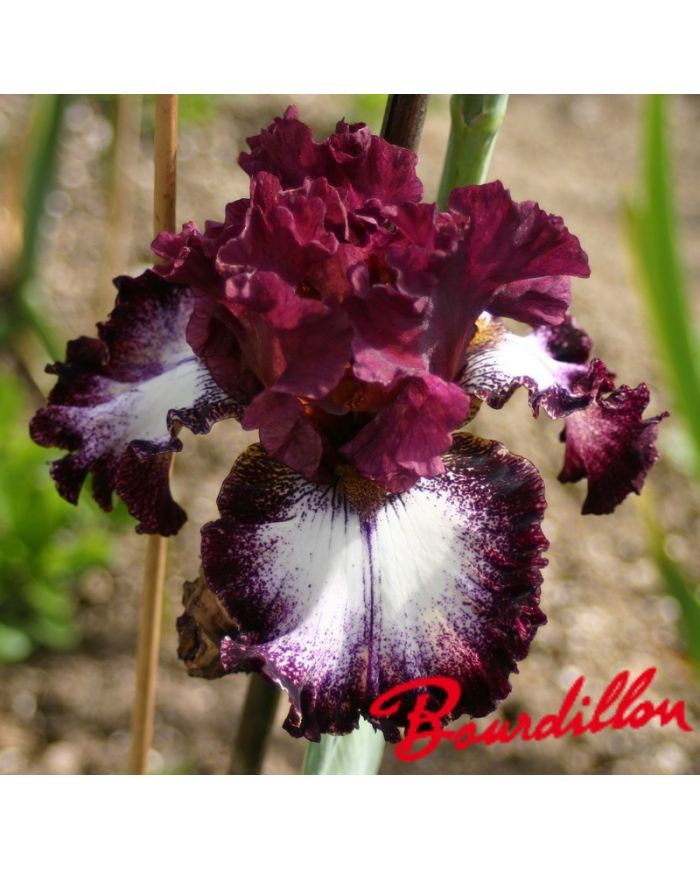 Iris : Huckleberry Sunday