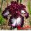 Iris : Huckleberry Sunday