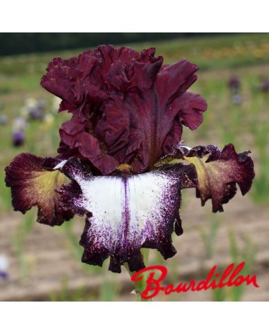Iris : Huckleberry Sunday