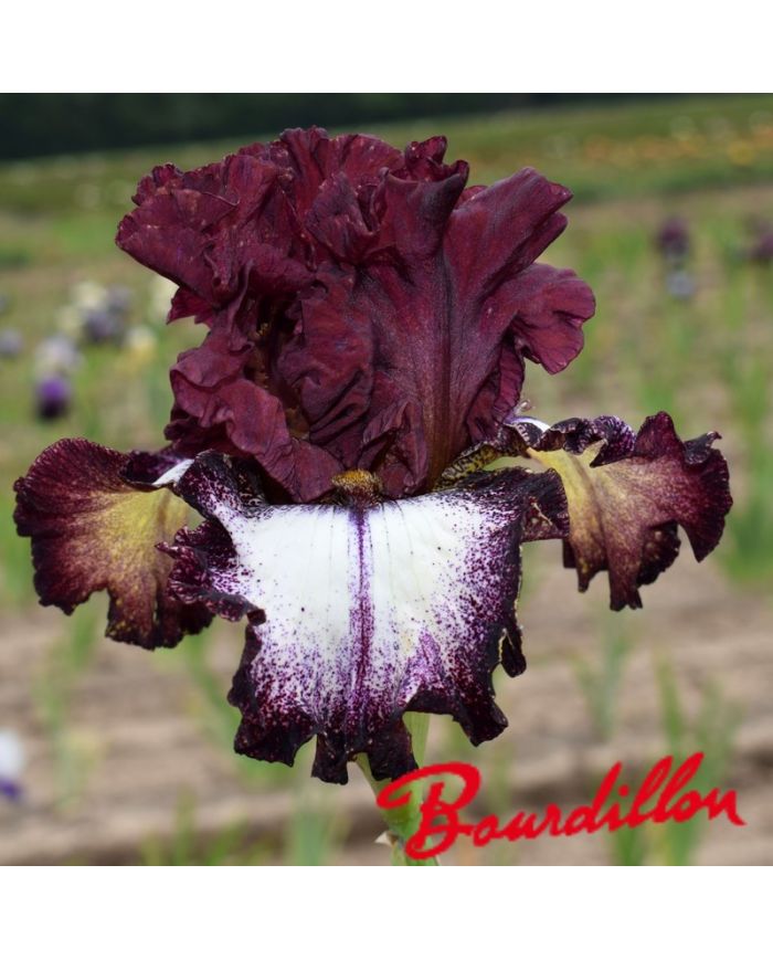 Iris : Huckleberry Sunday
